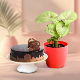 Cheerful Syngonium Delight with Decadent Cake 1