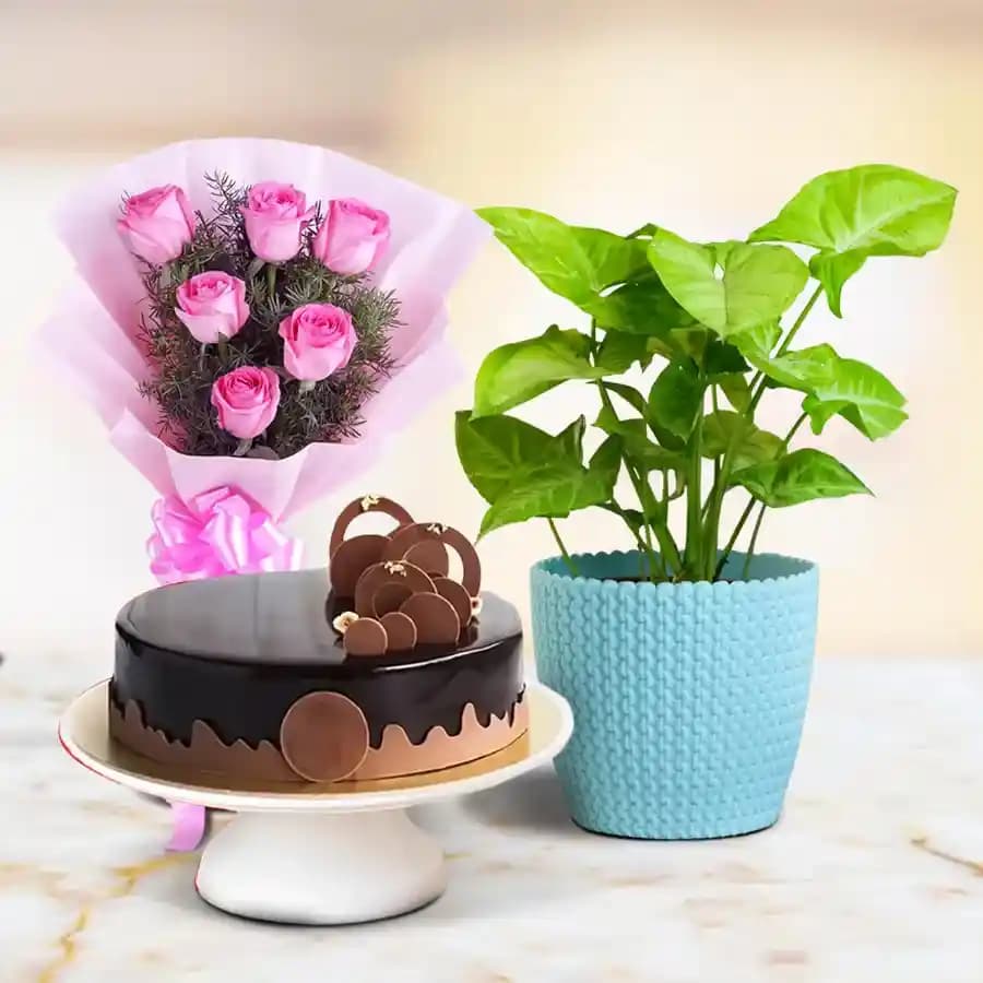 Radiant Syngonium & Decadent Cake Surprise