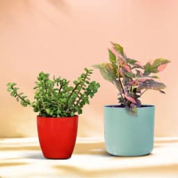 Elegant Jade & Syngonium Plant Duo 1