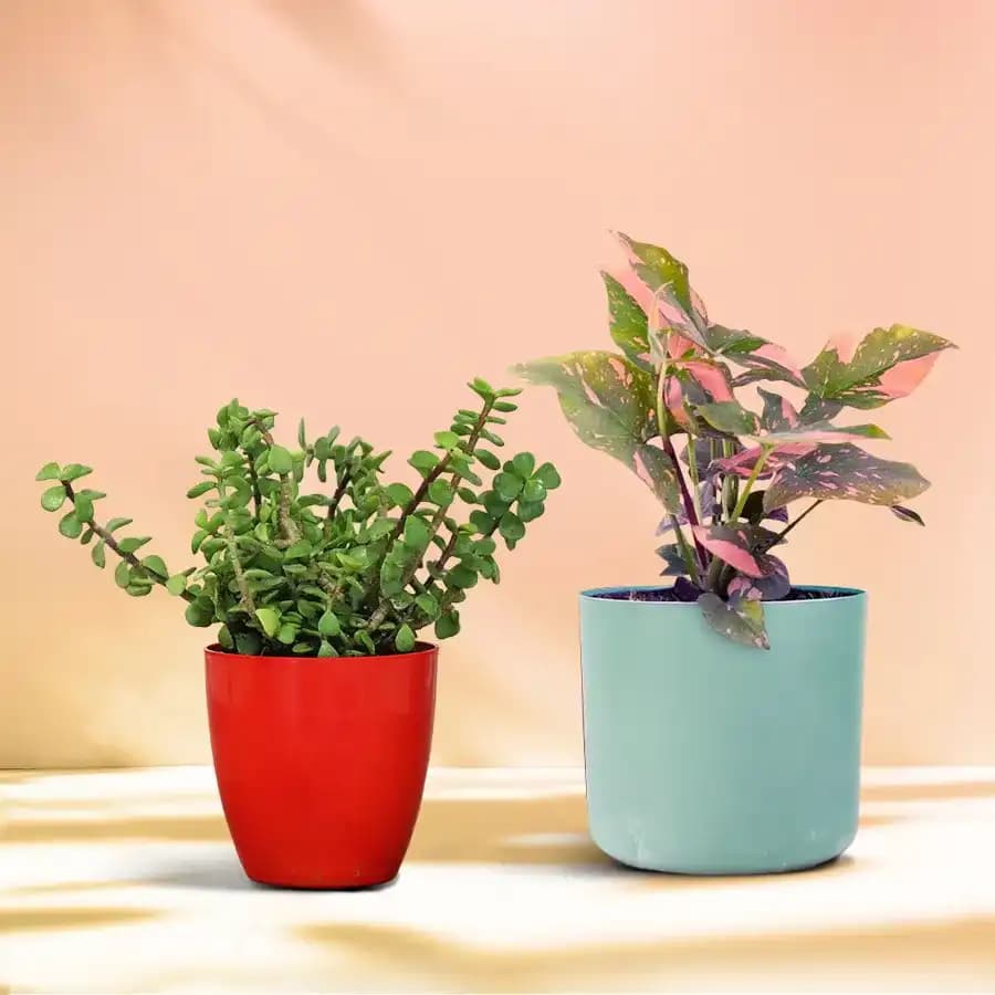 Elegant Jade & Syngonium Plant Duo