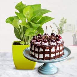 Exotic Indoor Decor Syngonium Plant with Black Forest Cake 1