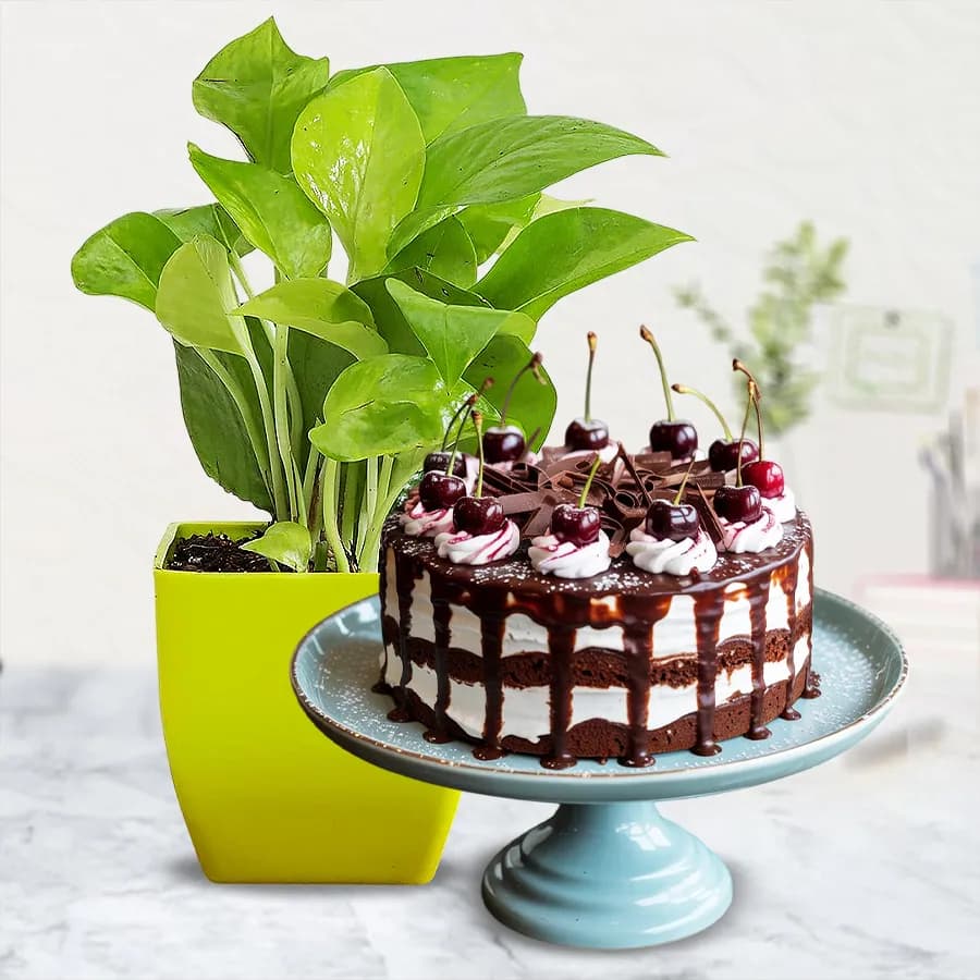 Exotic Indoor Decor Syngonium Plant with Black Forest Cake
