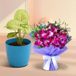 Lush Syngonium & Orchid Delight 1