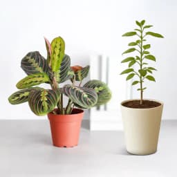 Harmony in Nature: Tulsi & Prayer Plants 1