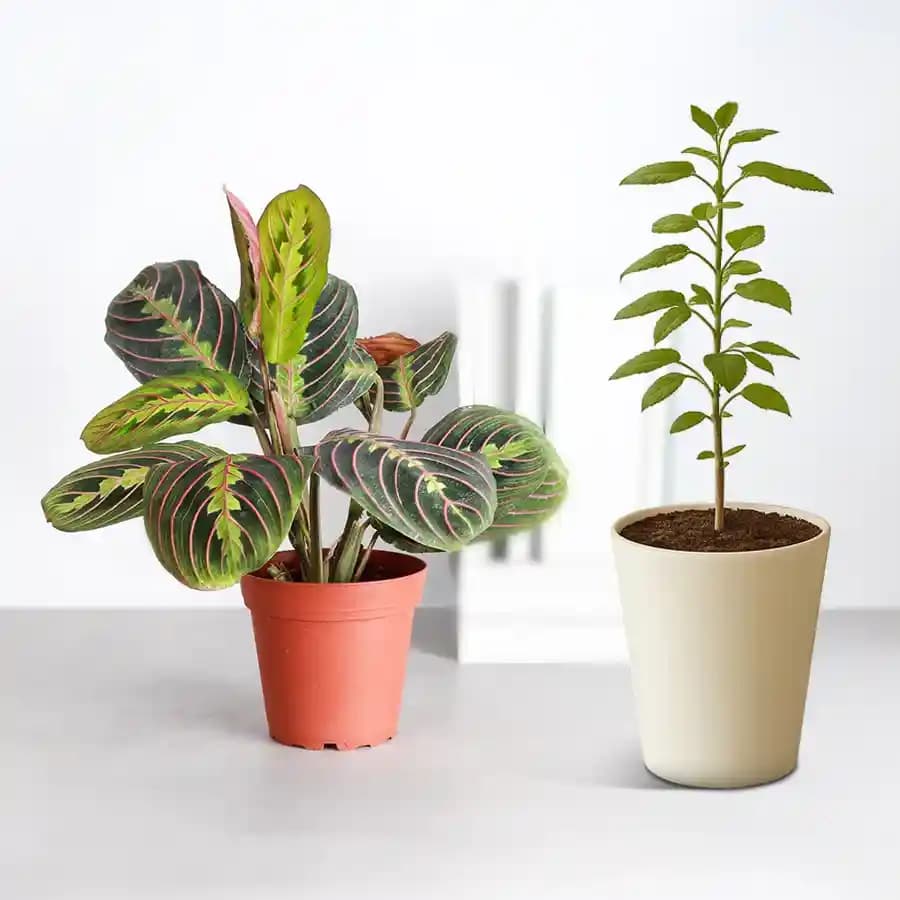 Harmony in Nature: Tulsi & Prayer Plants