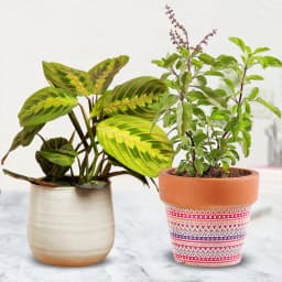 Breathtaking Selection of 2 Air Purifying Indoor Plants 1