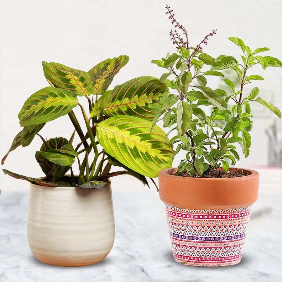 Breathtaking Selection of 2 Air Purifying Indoor Plants