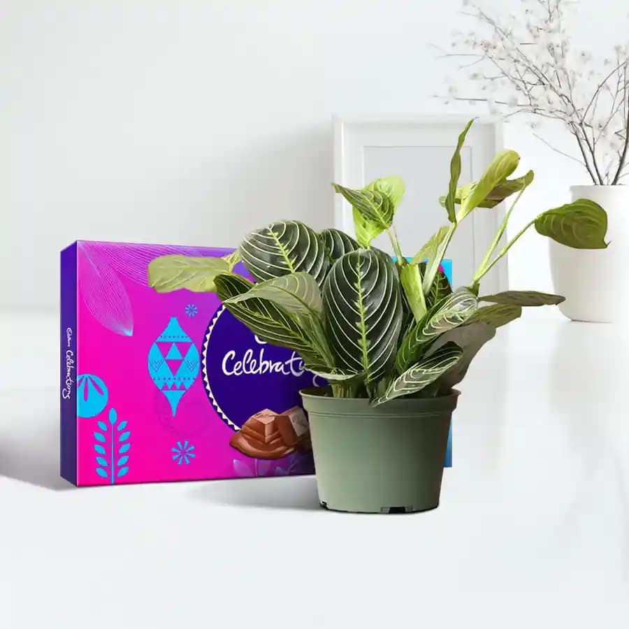 Joyful Moments: Maranta & Sweet Treats Duo