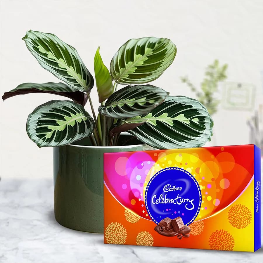 Eye Catching Gift of Maranta Prayer Plant with Chocolates