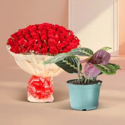 Heartfelt Harmony: Maranta & Crimson Blooms 1