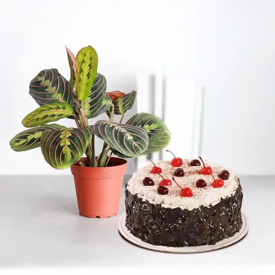 Vibrant Maranta Prayer Plant with Decadent Chocolate Cake