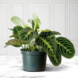Charming Indoor Prayer Plant Gift 1