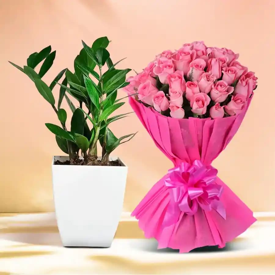 Zamia & Rosy Delight Combo