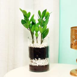 Distinctive Arrangement of Zamia Live Plant in Glass Pot 1