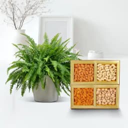 Evergreen Bostern Fern & Nutty Surprise 1