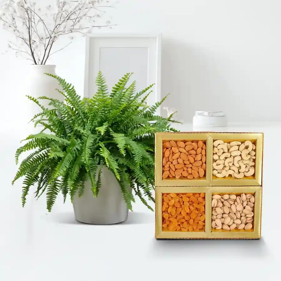 Evergreen Bostern Fern & Nutty Surprise