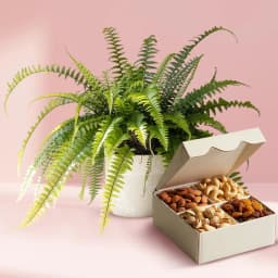 Evergreen Air Purifier Fern Plant with Mixed Dry Fruits 1