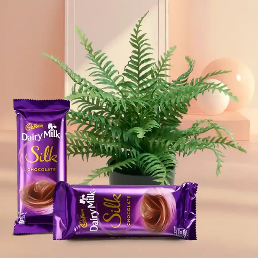 Indoor Bostern Fern & Chocolate Indulgence