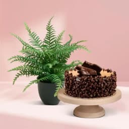 Charming Fern and Decadent Chocolate Duo 1