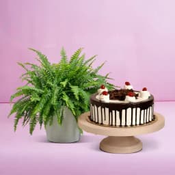 Bostern Fern Delight with Chocolate Indulgence 1