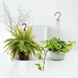 Indoor Oasis: Fern & Money Plant Set 1