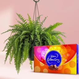 Delightful Hanging Bostern Fern Live Plant N Chocolate Duo 1