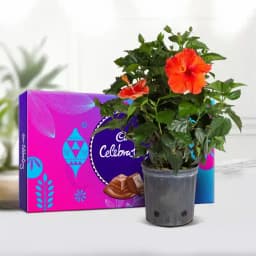 Tropical Bliss with Sweet Chocolate Indulgence 1