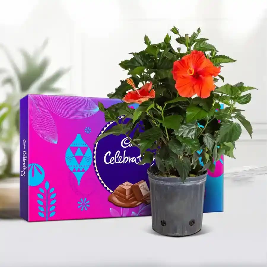 Tropical Bliss with Sweet Chocolate Indulgence