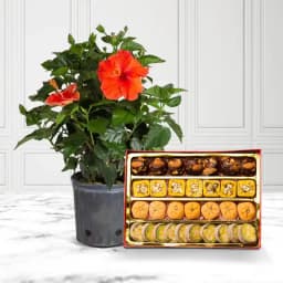 Radiant Hibiscus & Gourmet Goodies Set 1