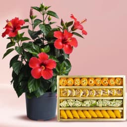 Delightful Moms Special Combo of Hibiscus Plant with Sweets 1