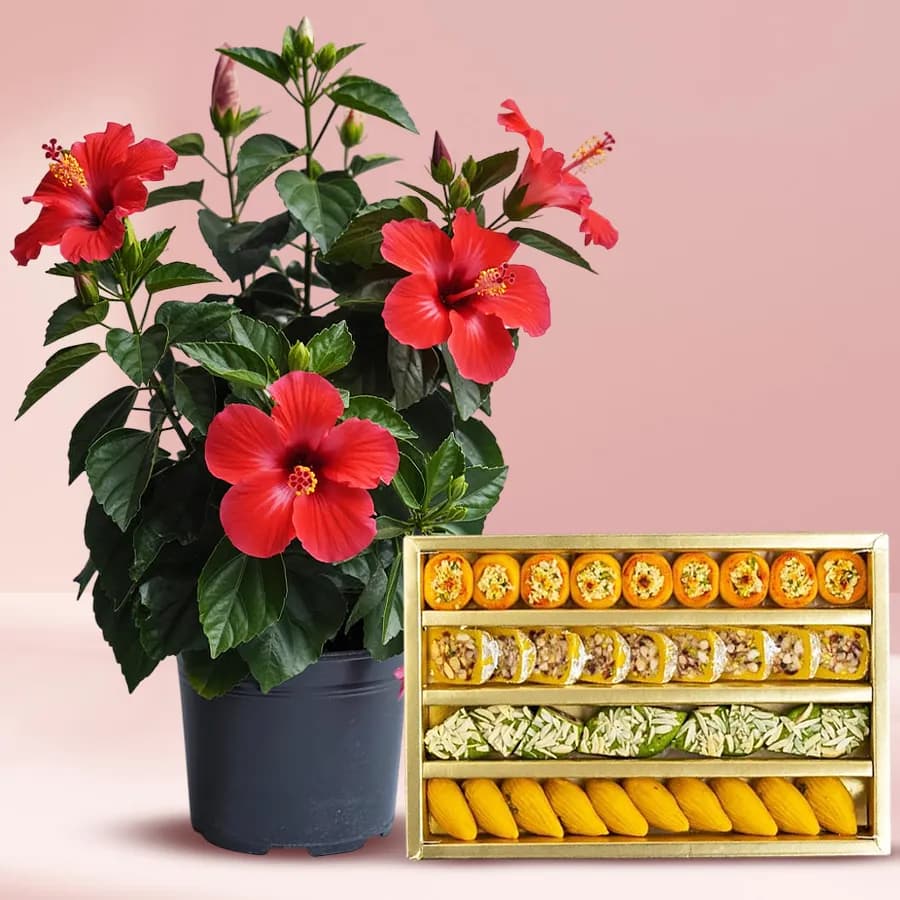 Delightful Moms Special Combo of Hibiscus Plant with Sweets