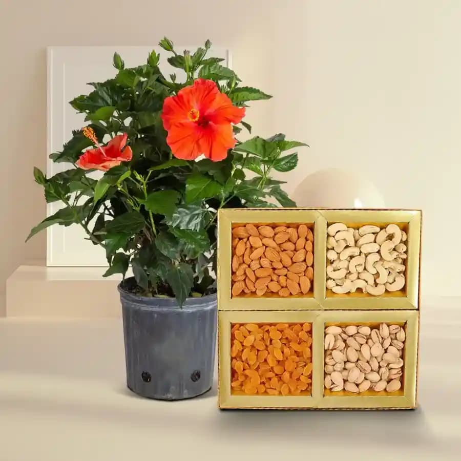 Tropical Hibiscus and Gourmet Nut Snack Pack