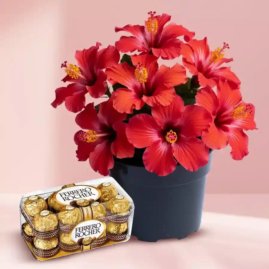 Charming Hibiscus & Decadent Chocolates Delight