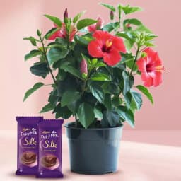 Hibiscus Delight with Chocolate Indulgence 1