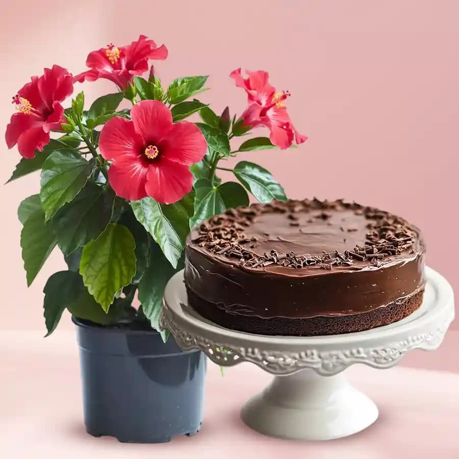 Chocolate Happiness with Vibrant Hibiscus