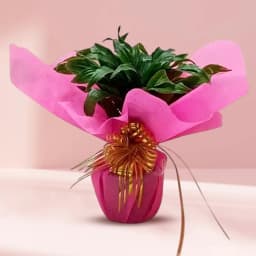 Lucky 2 Tire Bamboo Plant with Tissue Wrap 1