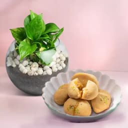 Jolbhora Sandesh from Balaram Mullick with Money Plant 1