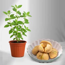 Jolbhora Sandesh from Balaram Mullick with a Tulsi Plant 1