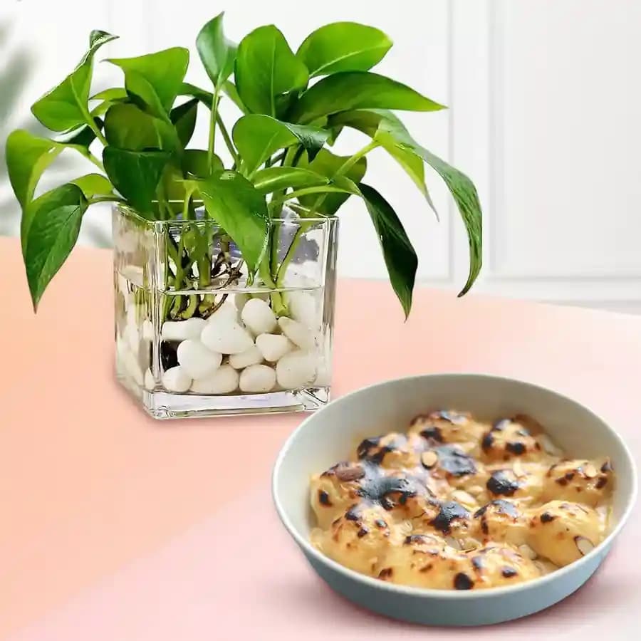 Baked Rasgulla from Balaram Mullick with Money Plant