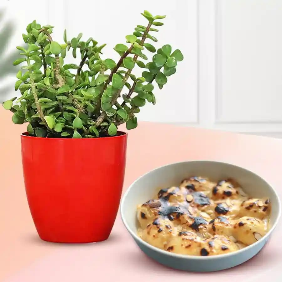 Baked Rasgulla from Balaram Mullick with Jade Plant