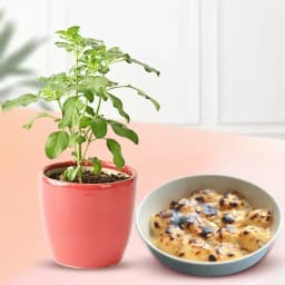 Baked Rasgulla from Balaram Mullick with Tulsi Plant 1