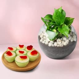 Daab Sandesh from Balaram Mullick with Money Plant 1