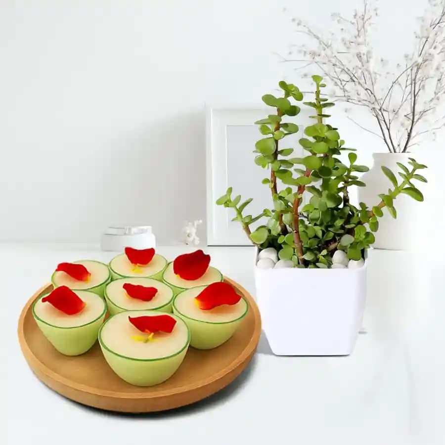 Daab Sandesh from Balaram Mullick with Jade Plant