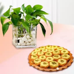 Immunity Sandesh from Balaram Mullick with Money Plant 1