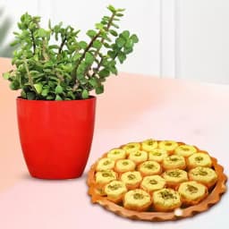 Immunity Sandesh from Balaram Mullick with Jade Plant 1