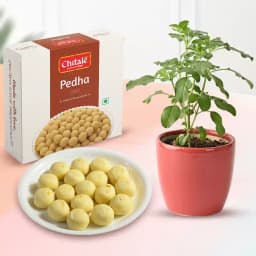 Sakhari Pedha from Chitale Bandhu Mithaiwale with a Tulsi Plant 1