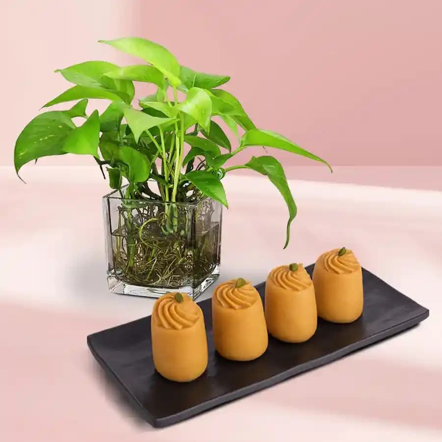 Nolen Gurer Maharani Sandesh from Ganguram with Money Plant