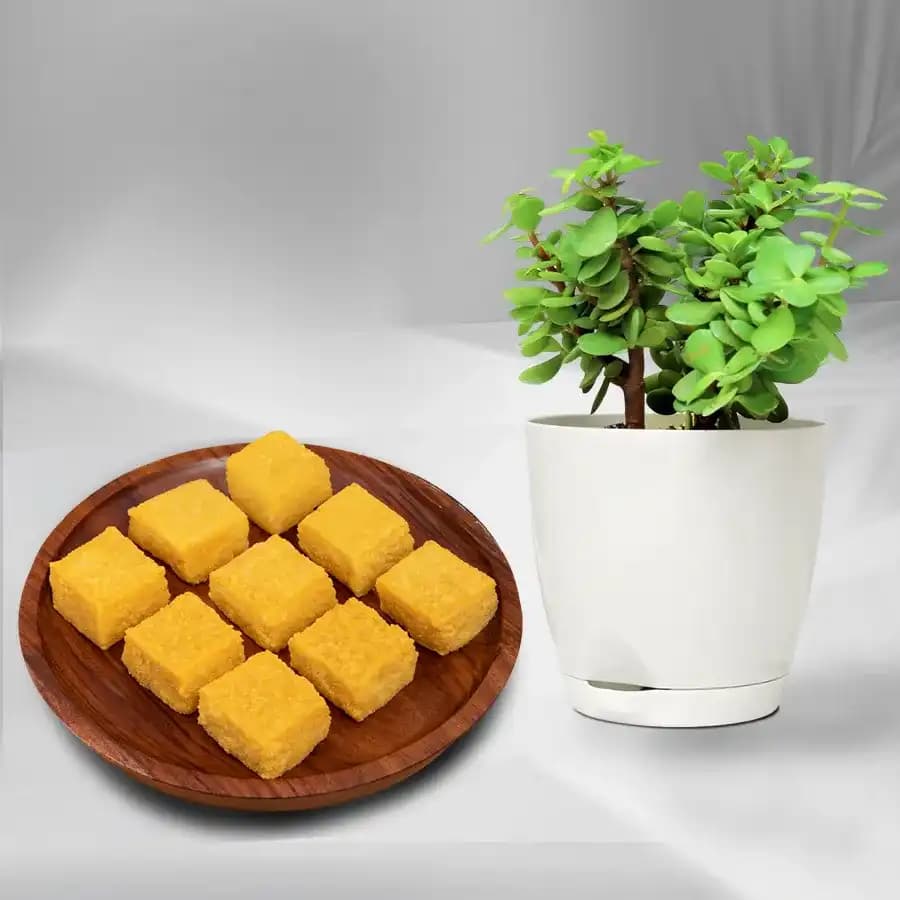 Mango Malai Barfi from Karachi Sweet Mart with a Jade Plant in Plastic Pot