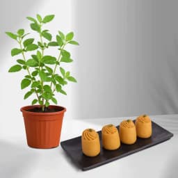 Nolen Gurer Maharani Sandesh from Ganguram with Tulsi Plant 1