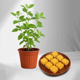 Mango Malai Barfi from Karachi Sweet Mart with a Tulsi Plant 1